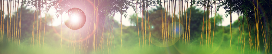 bamboo-plants-128