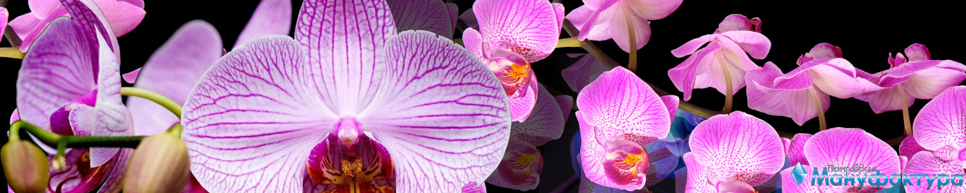 orchids-075