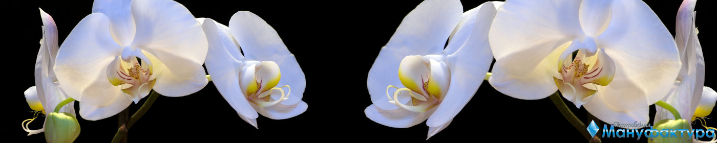 orchids-066