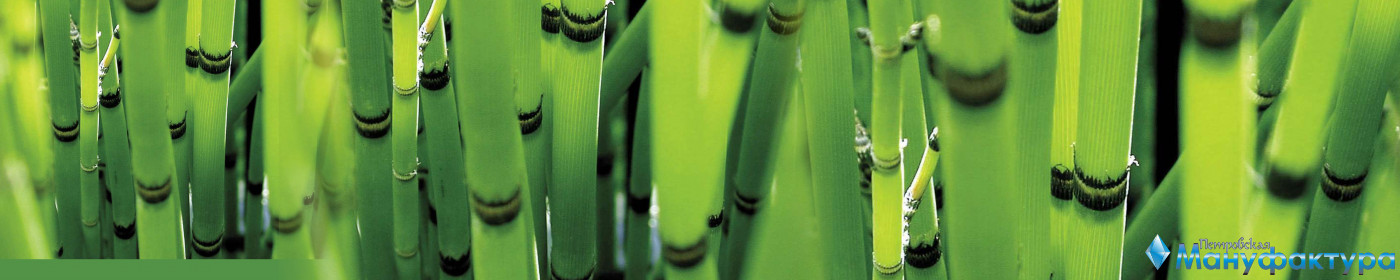 bamboo-plants-049