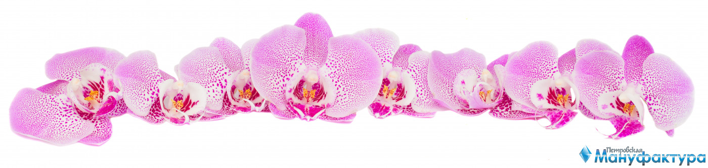 orchids-004