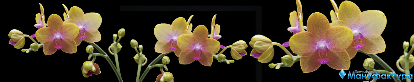 orchids-082