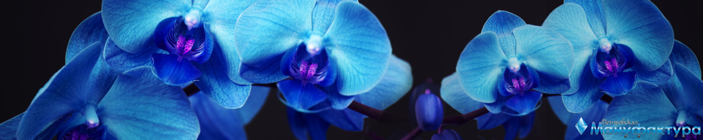 orchids-070