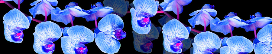 orchids-072