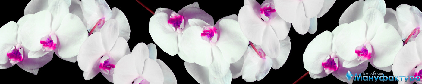 orchids-077