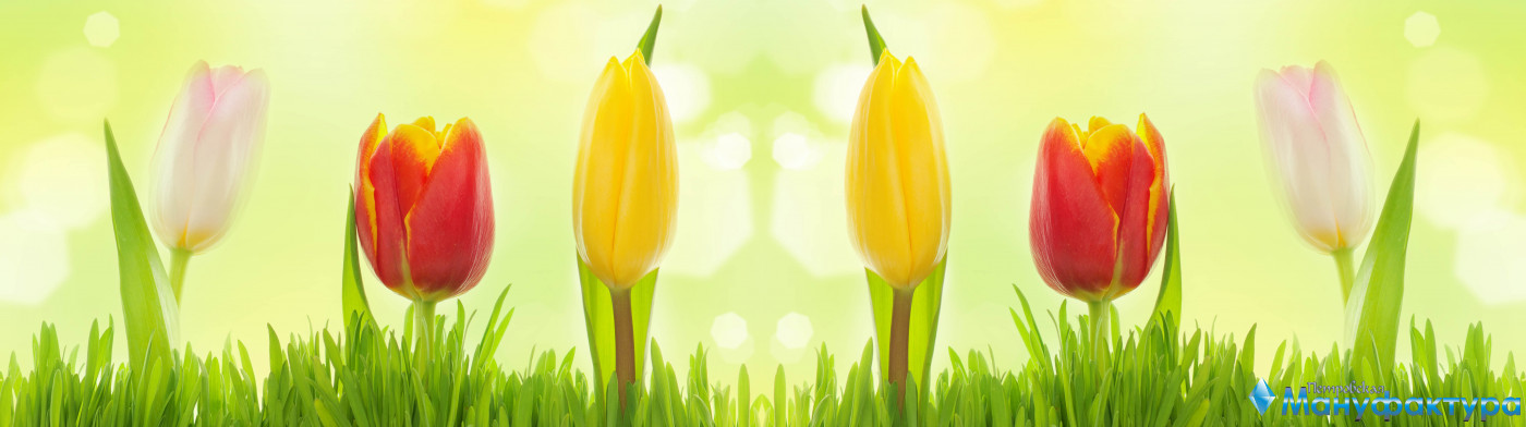tulips-083