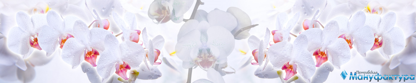 orchids-007