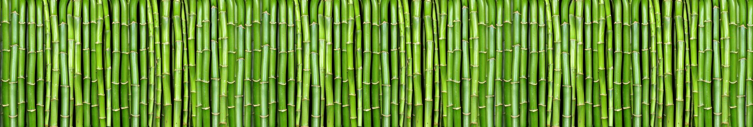 bamboo-plants-113