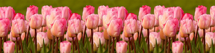 tulips-092