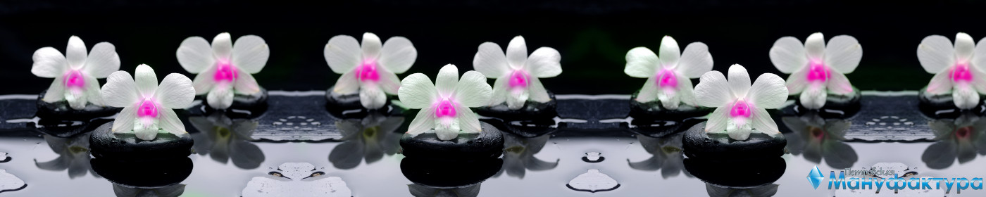orchids-046