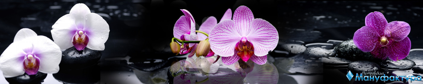 orchids-047