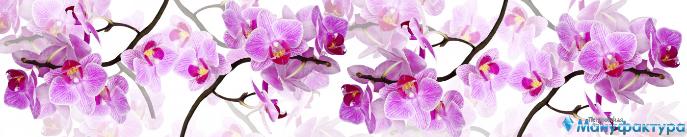 orchids-021