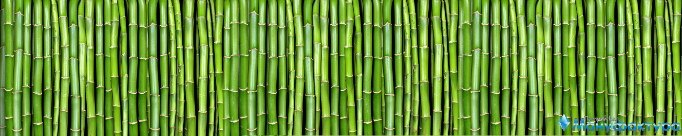 bamboo-plants-062