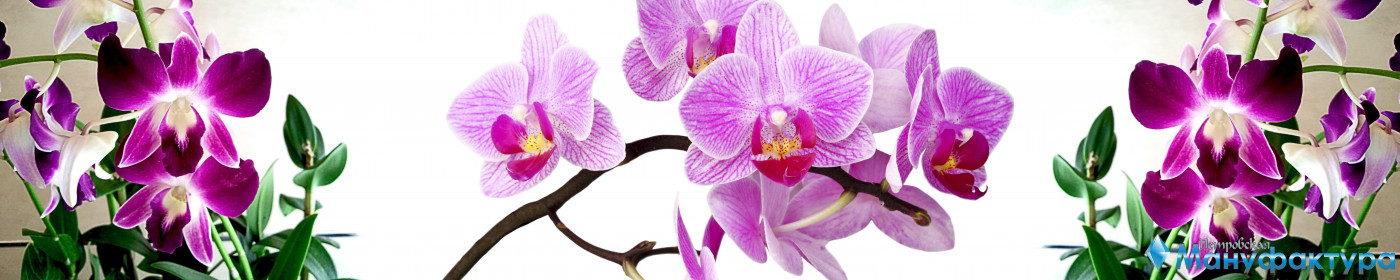 orchids-020