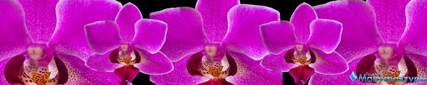 orchids-076