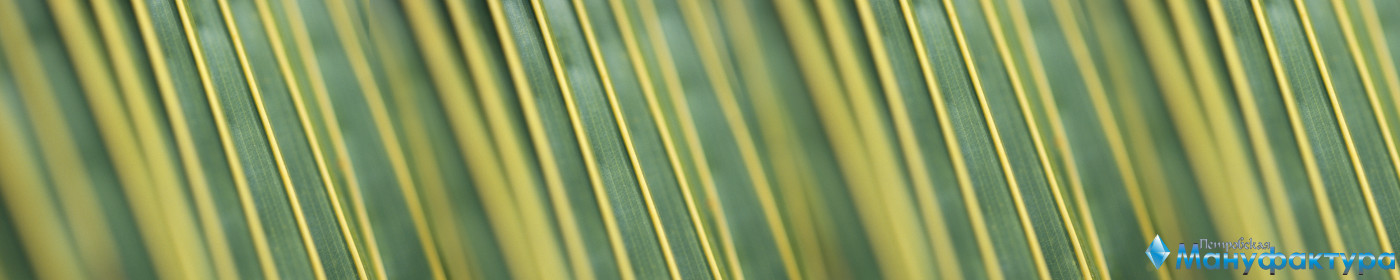 bamboo-plants-057
