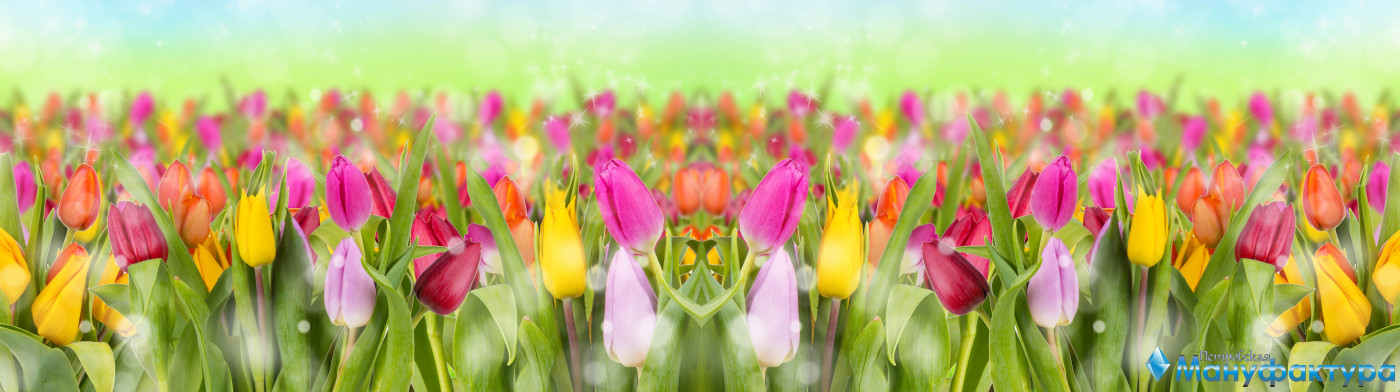 tulips-084