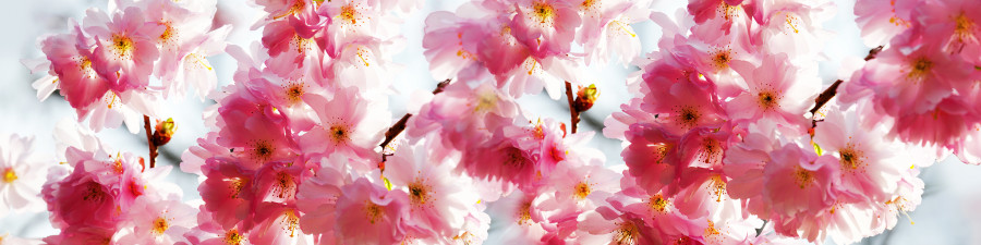 flowering-trees-018