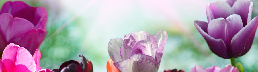 tulips-061