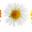 other-flower-004