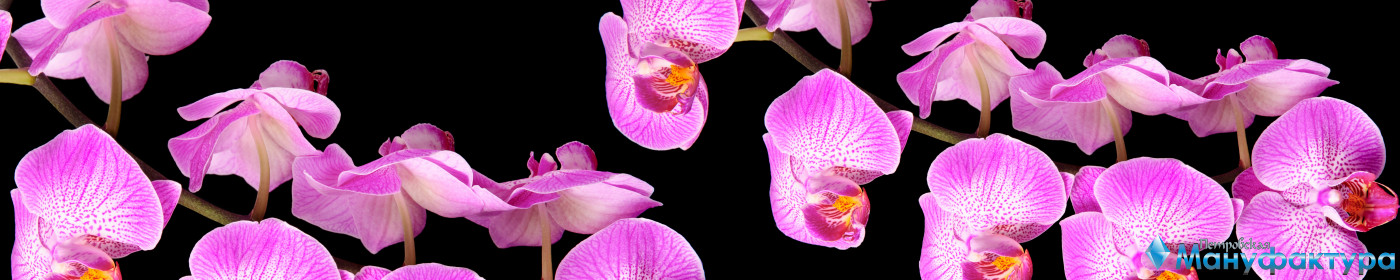 orchids-071