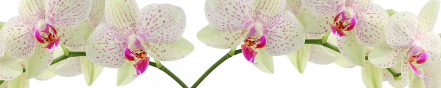 orchids-013