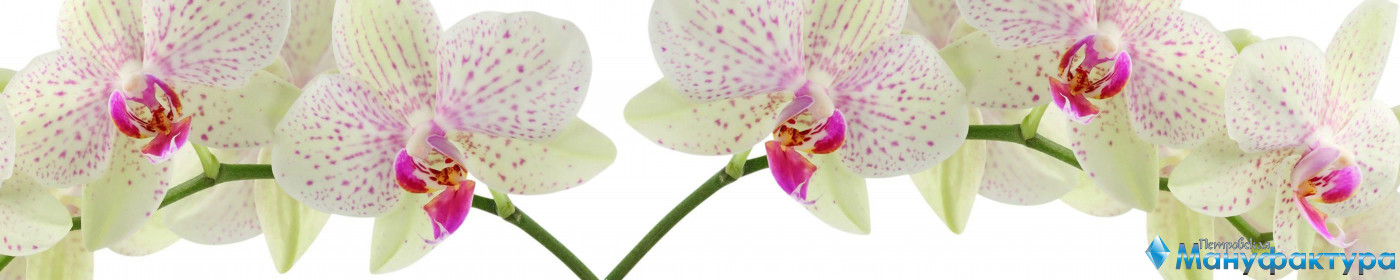 orchids-013