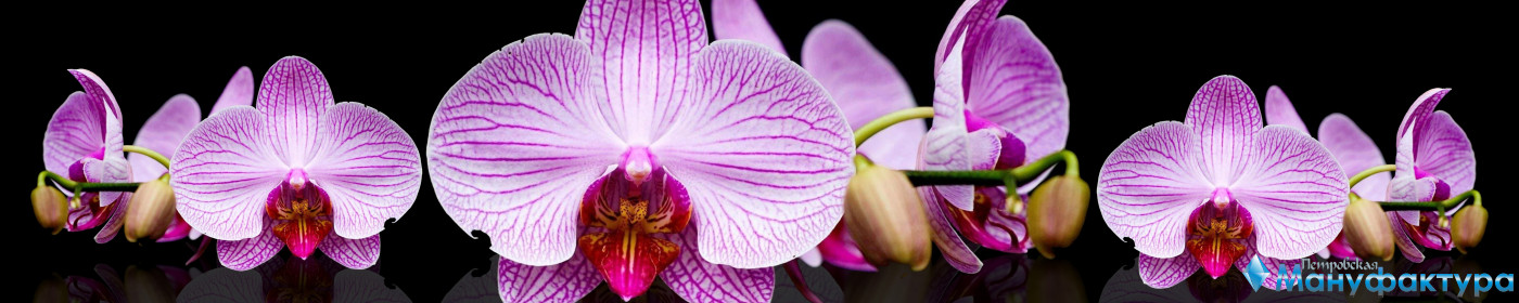 orchids-069
