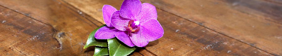orchids-048