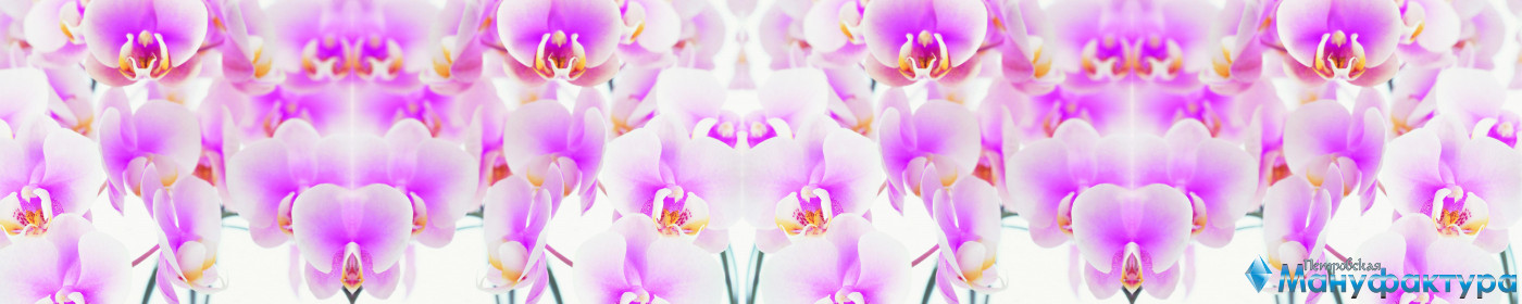 orchids-024