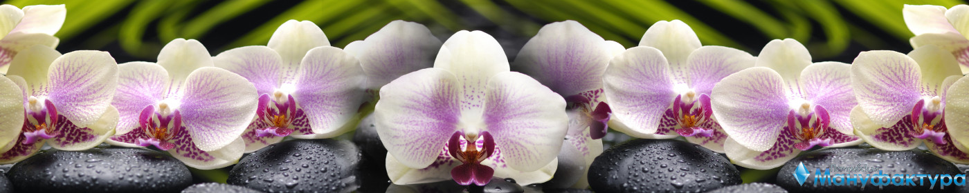 orchids-057