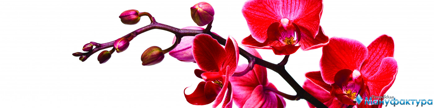 orchids-044