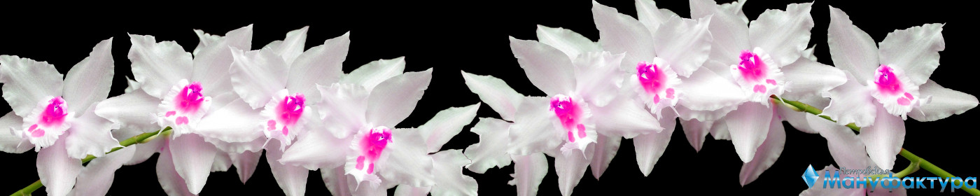 orchids-078