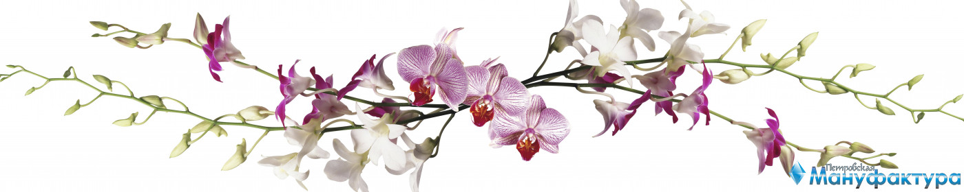 orchids-089
