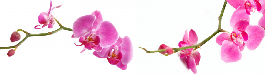 orchids-028