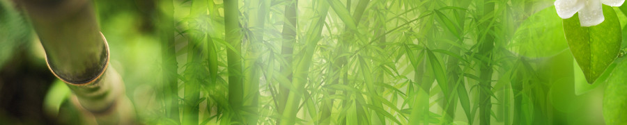 bamboo-plants-044