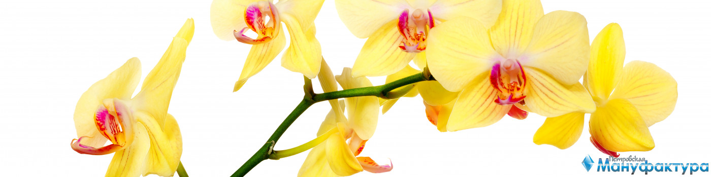 orchids-012