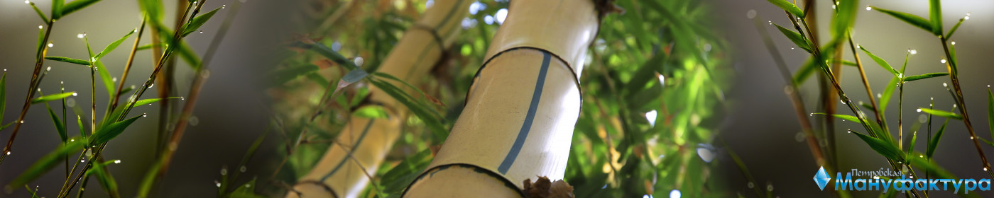bamboo-plants-045