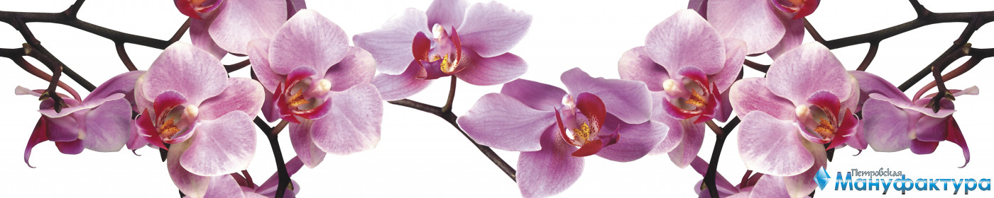orchids-086