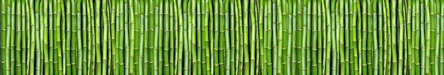 bamboo-plants-113