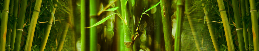 bamboo-plants-067