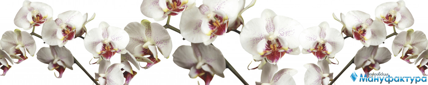orchids-087