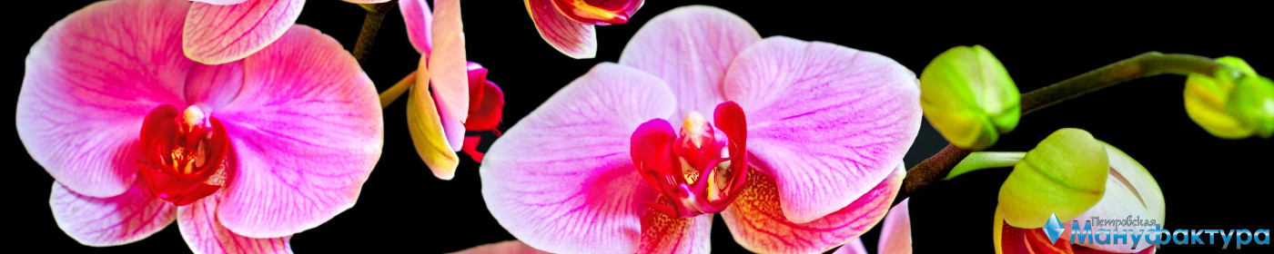 orchids-073