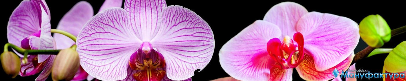 orchids-074