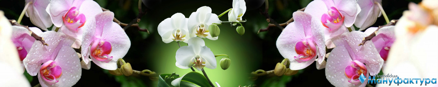 orchids-085