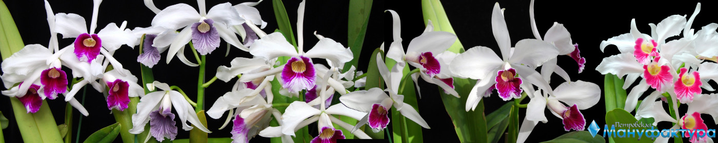 orchids-084