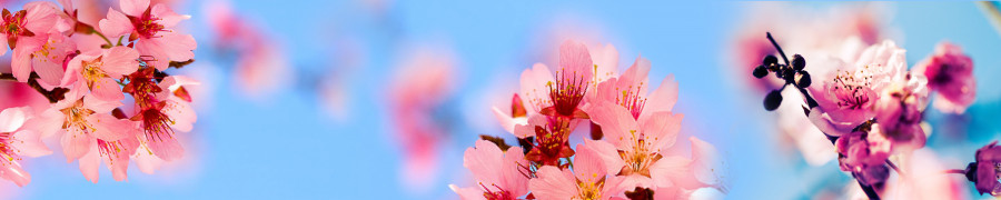 flowering-trees-027