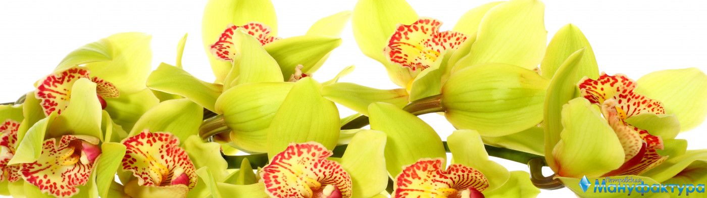 orchids-016