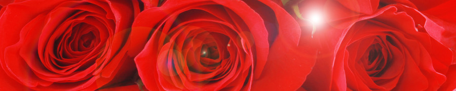 roses-044