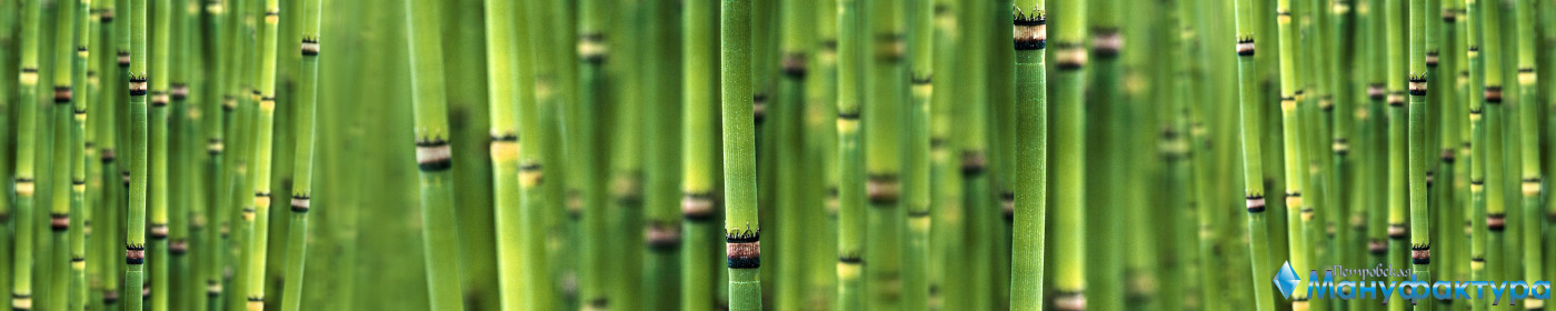 bamboo-plants-046